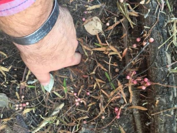 Foto - Gizemli yuvalar