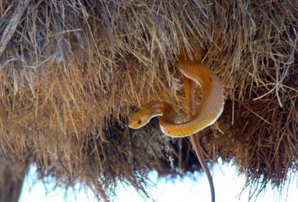 Foto - Gizemli yuvalar