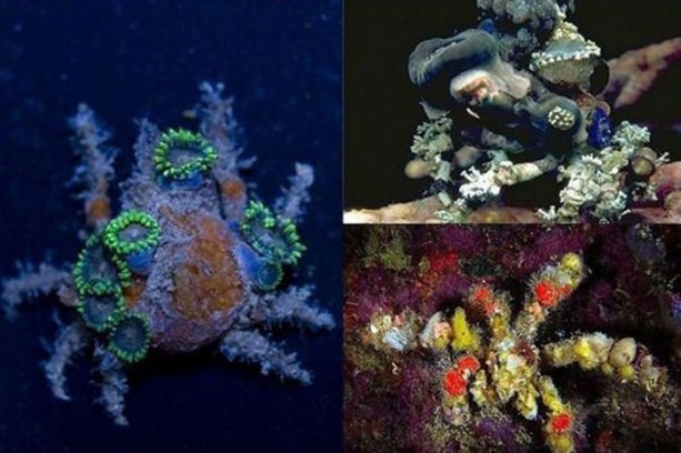 Foto - Gizemli yuvalar