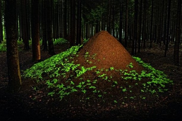 Foto - Gizemli yuvalar