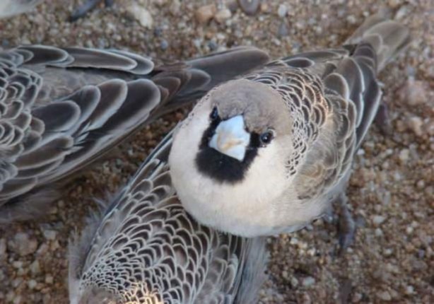 Foto - Gizemli yuvalar