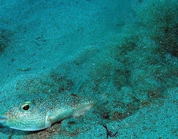 Foto - Gizemli yuvalar