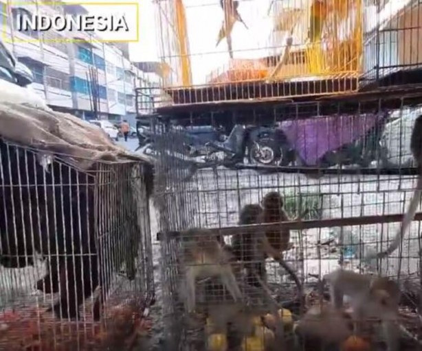 Foto - Gizli kamerayla çekildi! 'Bir sonraki salgın kaçınılmaz'