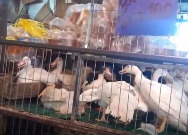 Foto - Gizli kamerayla çekildi! 'Bir sonraki salgın kaçınılmaz'