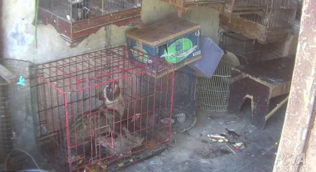 Foto - Gizli kamerayla çekildi! 'Bir sonraki salgın kaçınılmaz'