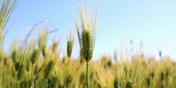 Foto - Gluten diyeti için uyarı: Herkes için uygun değil