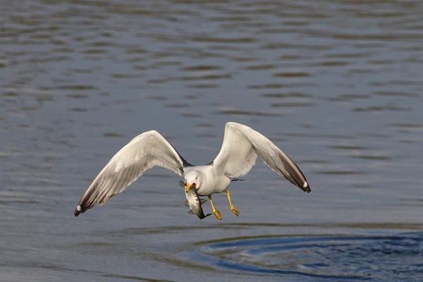 Foto - Göç değil adeta dans ediyorlar