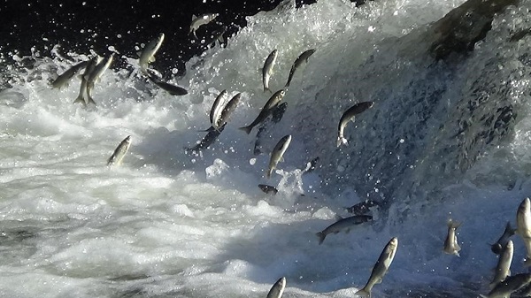 Göç değil adeta dans ediyorlar