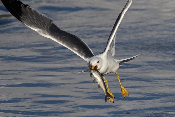 Foto - Göç değil adeta dans ediyorlar