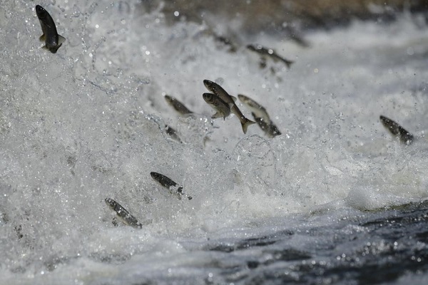 Foto - Göç değil adeta dans ediyorlar