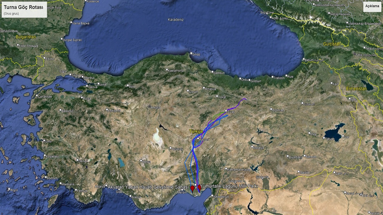 Foto - Göç eden turnalar o ilde mola verdi