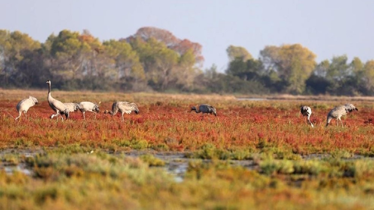 Foto - Göç eden turnalar o ilde mola verdi