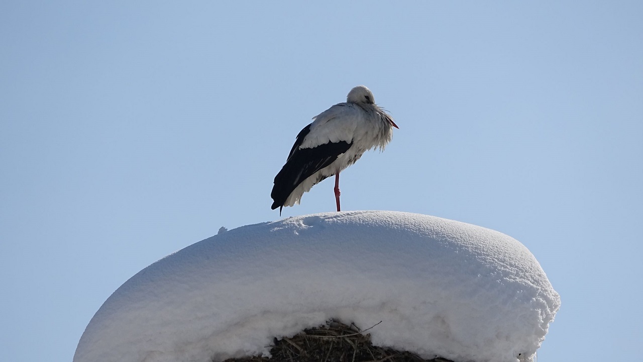 Foto - Göç etmekten vazgeçip Yüksekova'ya yerleştiler