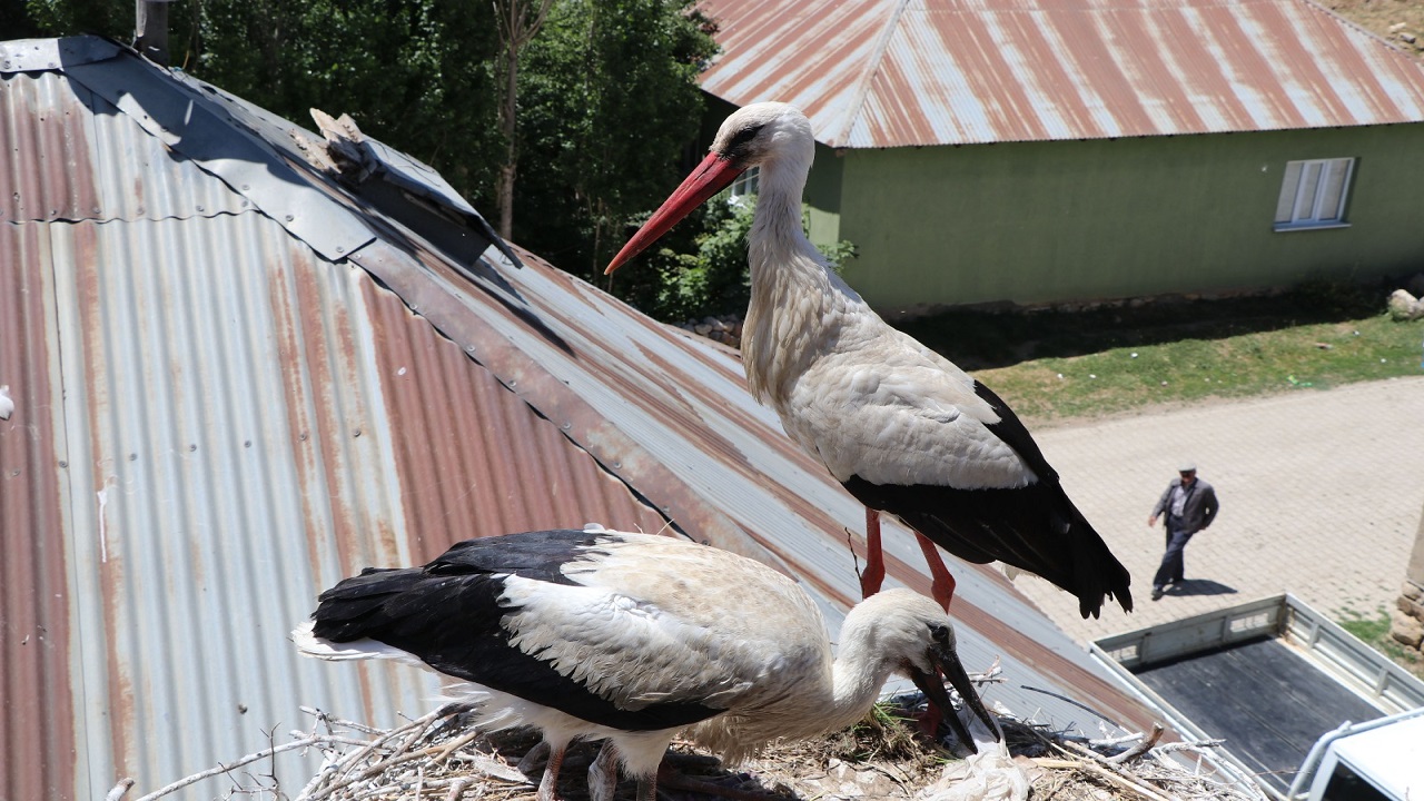 Foto - Göç etmekten vazgeçip Yüksekova'ya yerleştiler