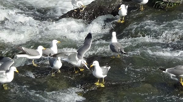 Göç uzayınca martılar aç kalmadı