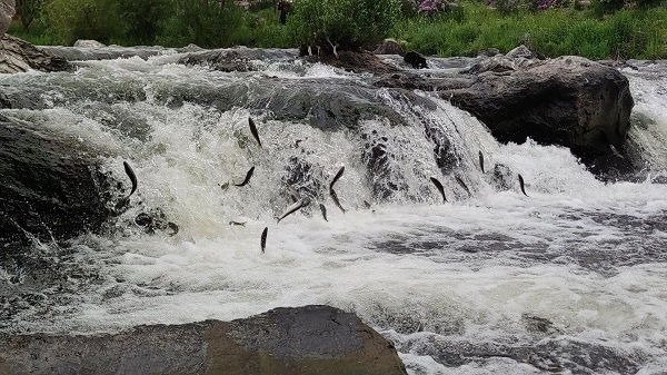 Foto - Göç uzayınca martılar aç kalmadı