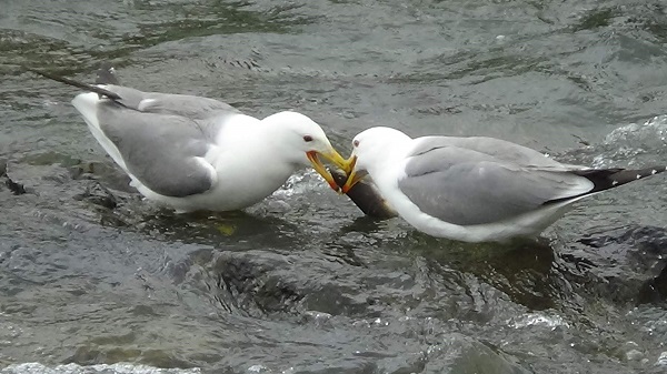 Foto - Göç uzayınca martılar aç kalmadı