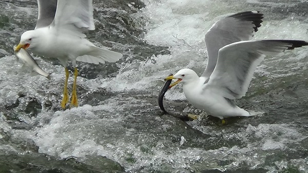 Foto - Göç uzayınca martılar aç kalmadı