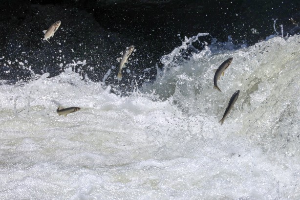 Foto - Göç yolcuğundaki inci kefalleri havadan ve karadan korunuyor