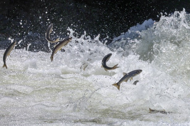 Foto - Göç yolcuğundaki inci kefalleri havadan ve karadan korunuyor