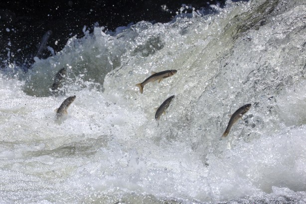 Foto - Göç yolcuğundaki inci kefalleri havadan ve karadan korunuyor