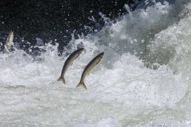 Foto - Göç yolcuğundaki inci kefalleri havadan ve karadan korunuyor