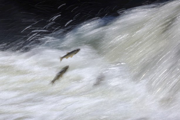 Foto - Göç yolcuğundaki inci kefalleri havadan ve karadan korunuyor