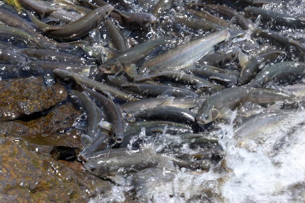 Foto - Göç yolcuğundaki inci kefalleri havadan ve karadan korunuyor