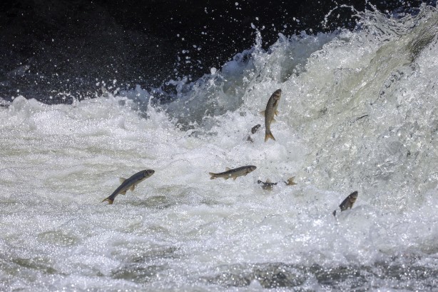 Foto - Göç yolcuğundaki inci kefalleri havadan ve karadan korunuyor