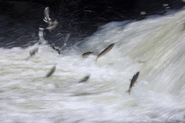 Foto - Göç yolcuğundaki inci kefalleri havadan ve karadan korunuyor