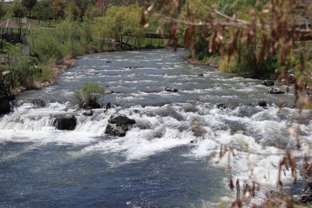 Foto - Göç yolcuğundaki inci kefalleri havadan ve karadan korunuyor