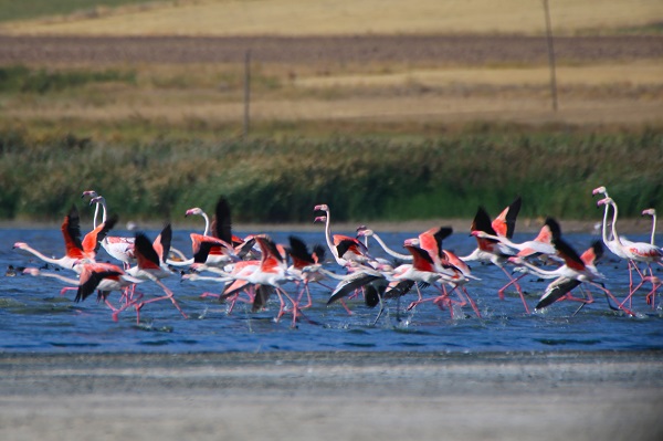 Foto - Göç yolcularının rotası: Erçek Gölü