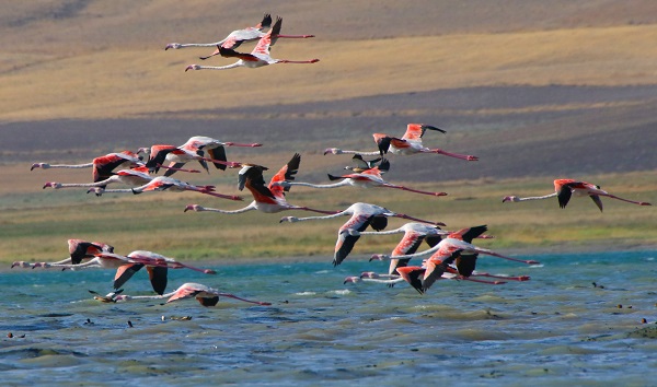 Foto - Göç yolcularının rotası: Erçek Gölü