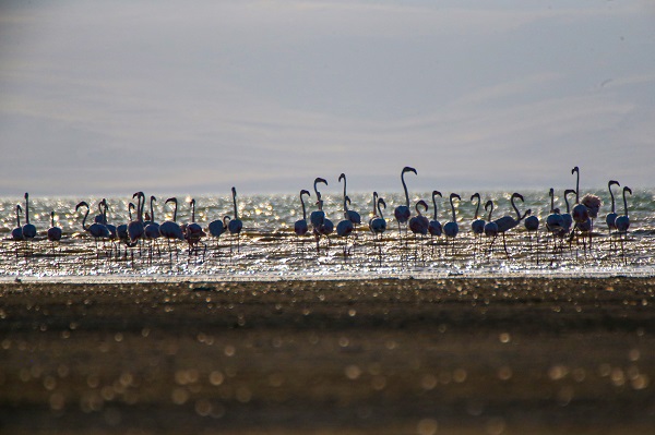 Foto - Göç yolcularının rotası: Erçek Gölü