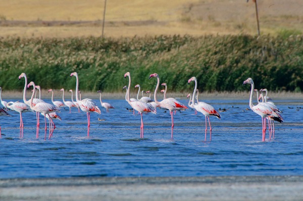 Foto - Göç yolcularının rotası: Erçek Gölü
