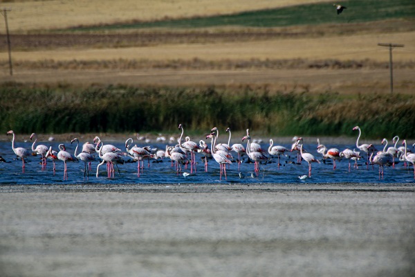 Göç yolcularının rotası: Erçek Gölü