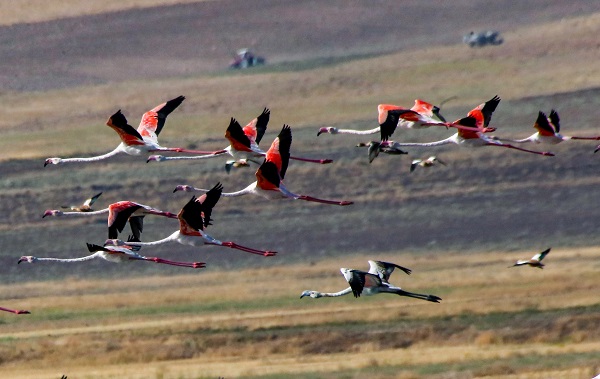 Foto - Göç yolcularının rotası: Erçek Gölü