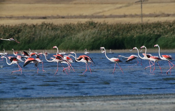 Foto - Göç yolcularının rotası: Erçek Gölü
