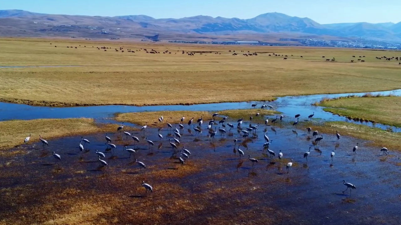 Foto - Göç yolunda mola! Erzurum semalarında turna dansı