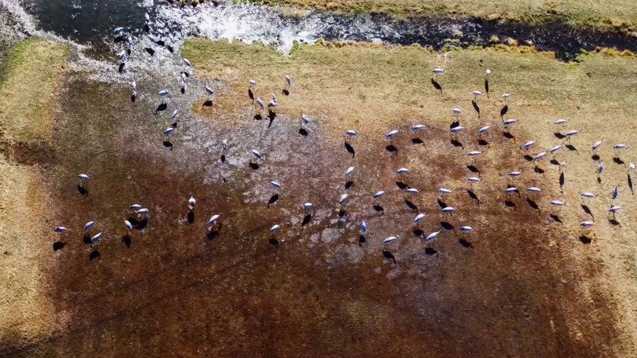 Göç yolunda mola! Erzurum semalarında turna dansı