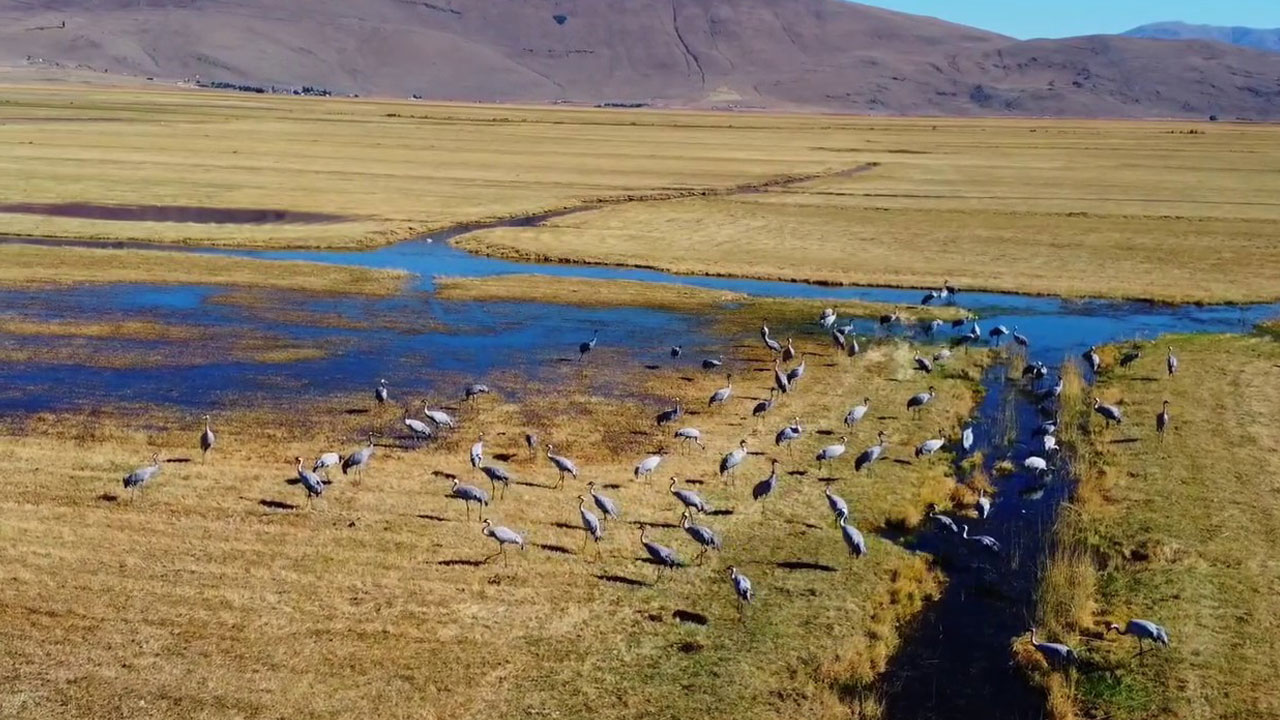 Foto - Göç yolunda mola! Erzurum semalarında turna dansı
