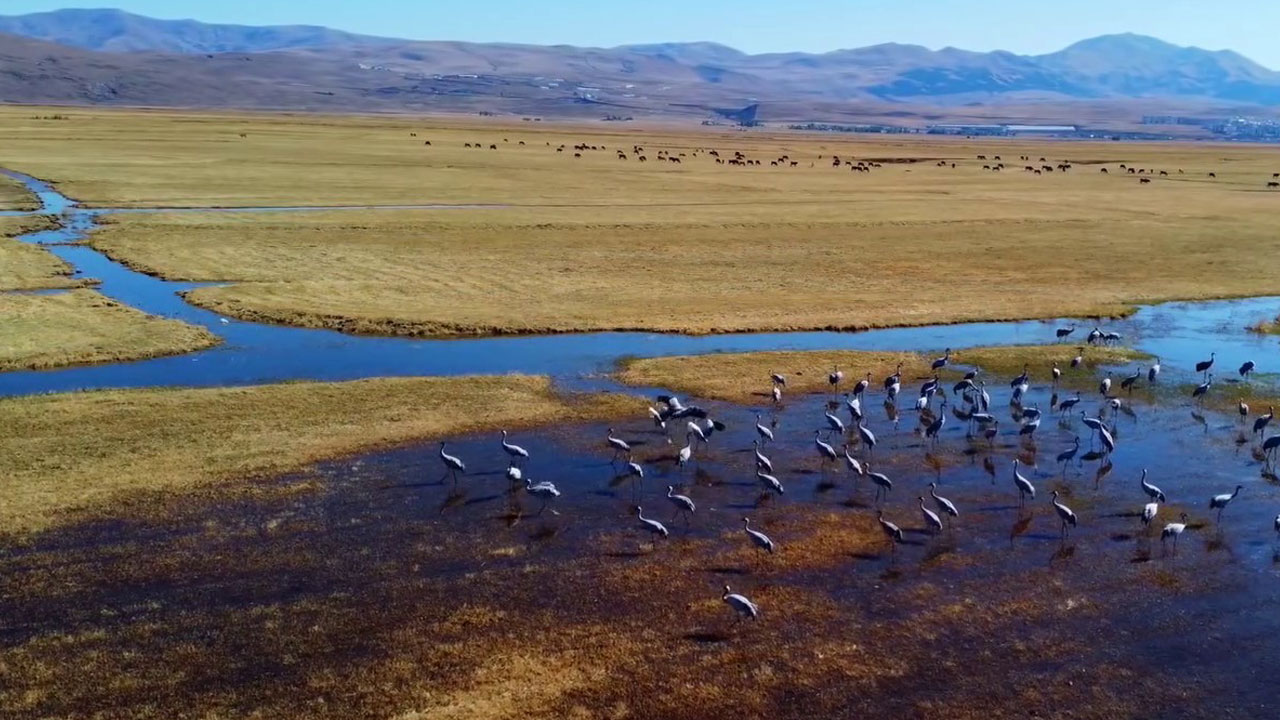 Foto - Göç yolunda mola! Erzurum semalarında turna dansı
