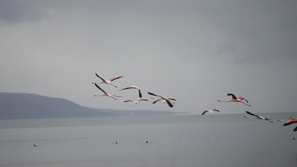 Göç yolundaki flamingolar orada konakladı