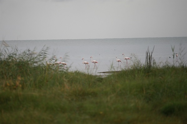 Foto - Göç yolundaki flamingolar orada konakladı
