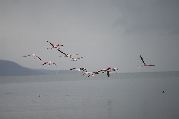 Foto - Göç yolundaki flamingolar orada konakladı