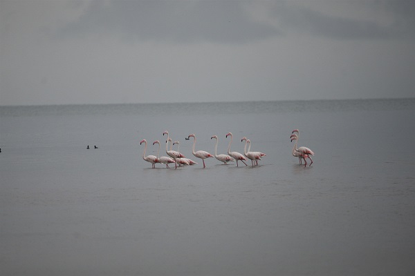 Foto - Göç yolundaki flamingolar orada konakladı