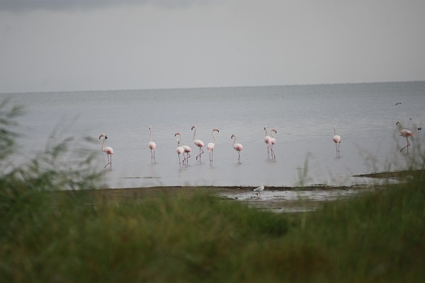 Foto - Göç yolundaki flamingolar orada konakladı