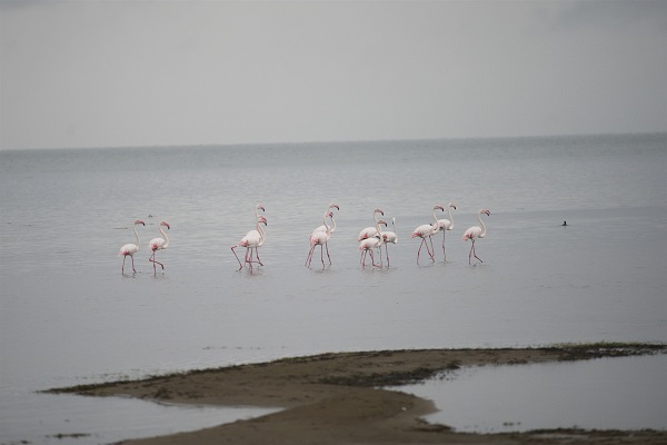 Foto - Göç yolundaki flamingolar orada konakladı
