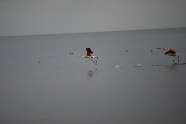 Foto - Göç yolundaki flamingolar orada konakladı