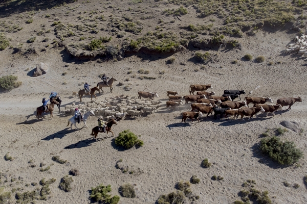 Foto - Göçebelerin "kışlama" yolculuğu başladı
